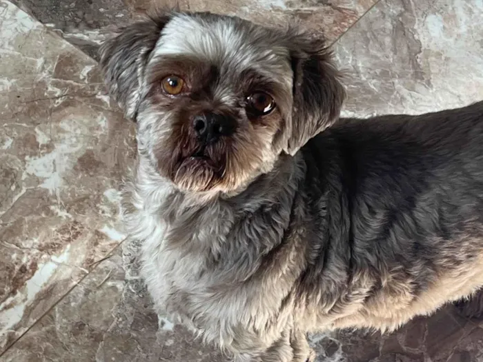Cachorro ra a Shitzu idade 5 anos nome Iron