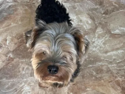 Cachorro raça Yorkshire idade 6 ou mais anos nome Ozzy