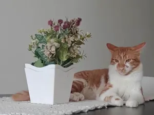 Gato raça SRD-ViraLata idade 1 ano nome Ruí