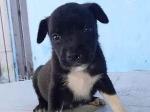 Cachorro raça SRD-ViraLata idade Abaixo de 2 meses nome Meninas para adoção responsável 
