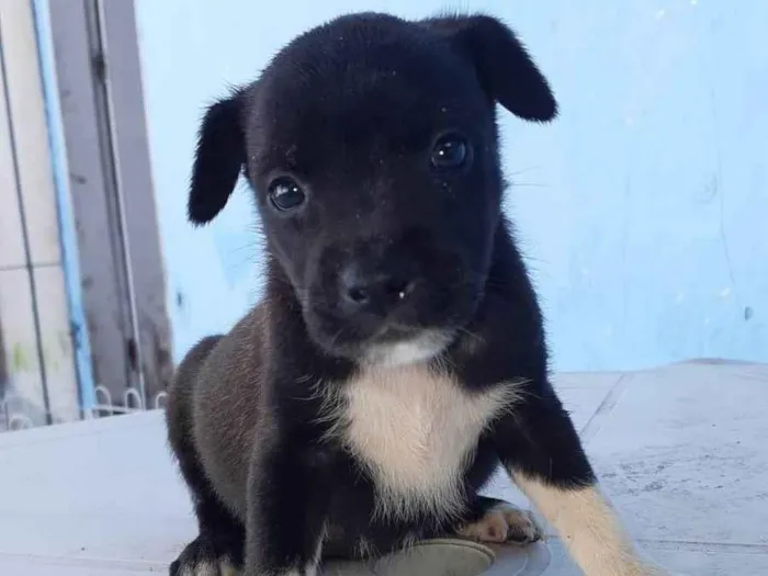 Cachorro ra a SRD-ViraLata idade Abaixo de 2 meses nome Meninas para adoção responsável 