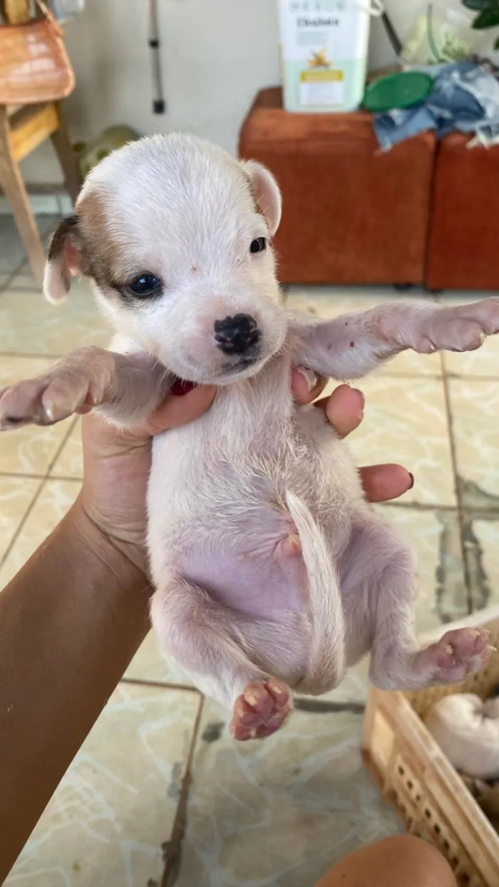 Cachorro ra a SRD-ViraLata idade Abaixo de 2 meses nome Adoção responsável.