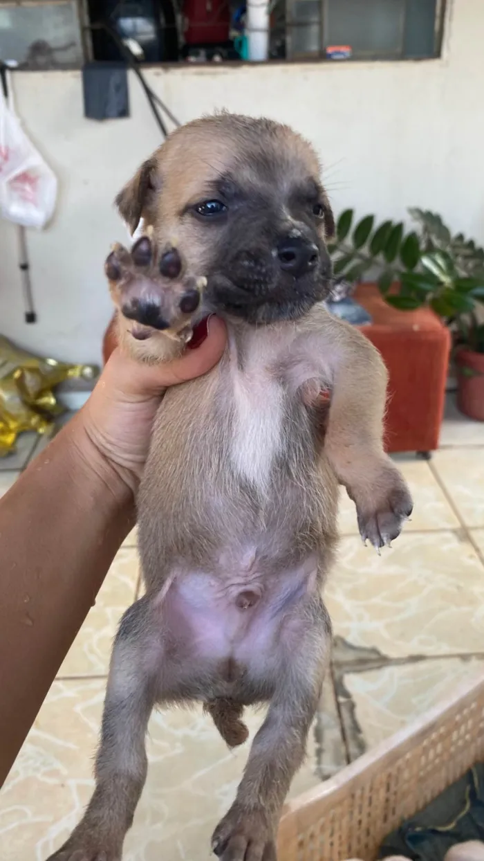 Cachorro ra a SRD-ViraLata idade Abaixo de 2 meses nome Adoção responsável.