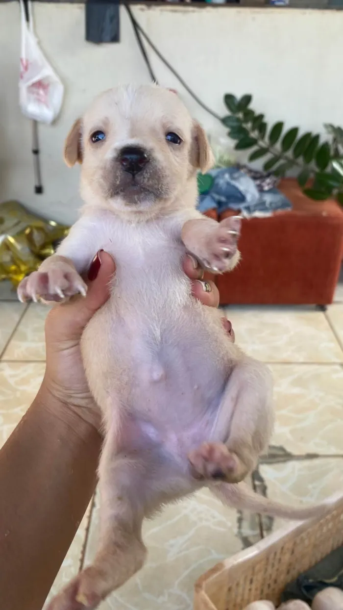 Cachorro ra a SRD-ViraLata idade Abaixo de 2 meses nome Adoção responsável.