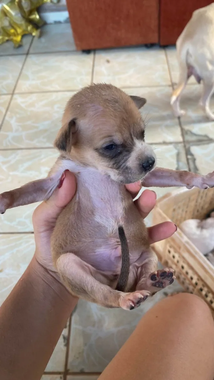 Cachorro ra a SRD-ViraLata idade Abaixo de 2 meses nome Adoção responsável.