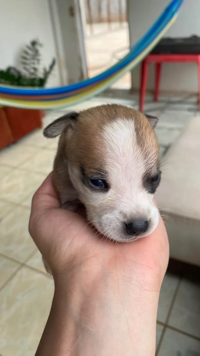 Cachorro ra a SRD-ViraLata idade Abaixo de 2 meses nome Adoção responsável.