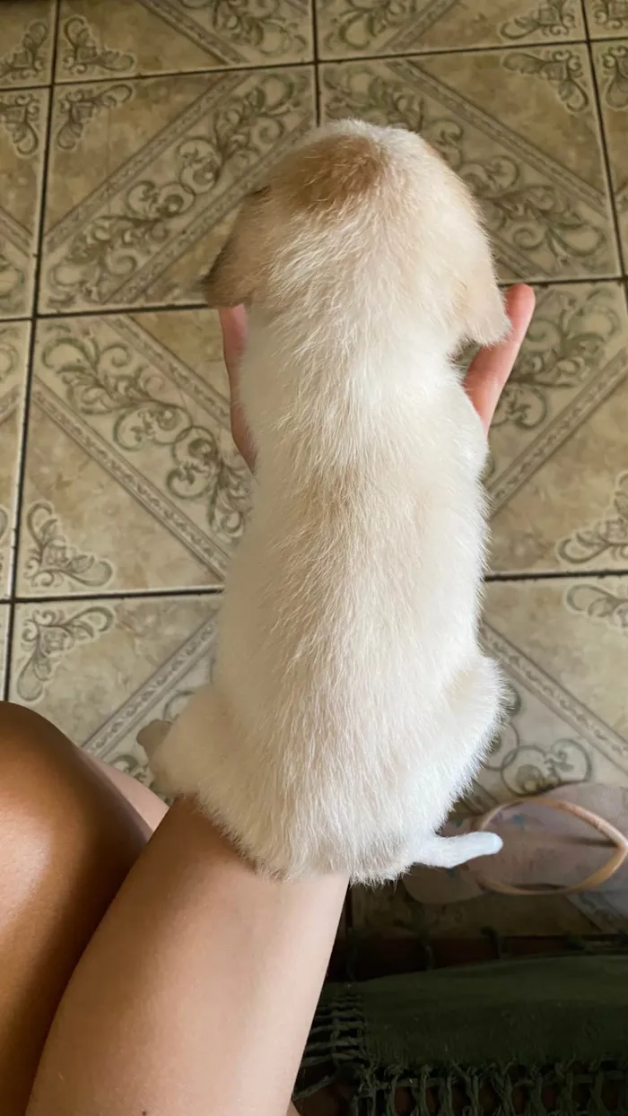 Cachorro ra a SRD-ViraLata idade Abaixo de 2 meses nome Adoção responsável.