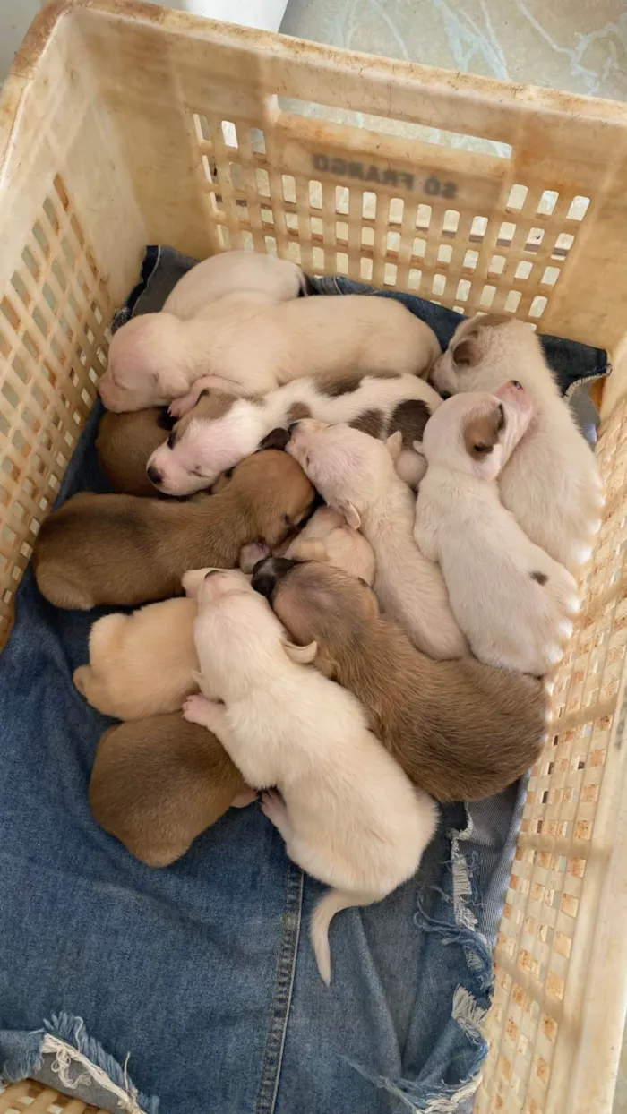 Cachorro ra a SRD-ViraLata idade Abaixo de 2 meses nome Adoção responsável.