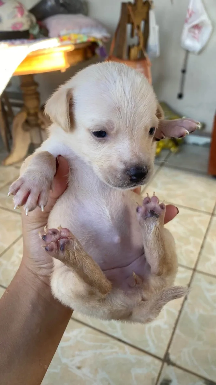 Cachorro ra a SRD-ViraLata idade Abaixo de 2 meses nome Adoção responsável.