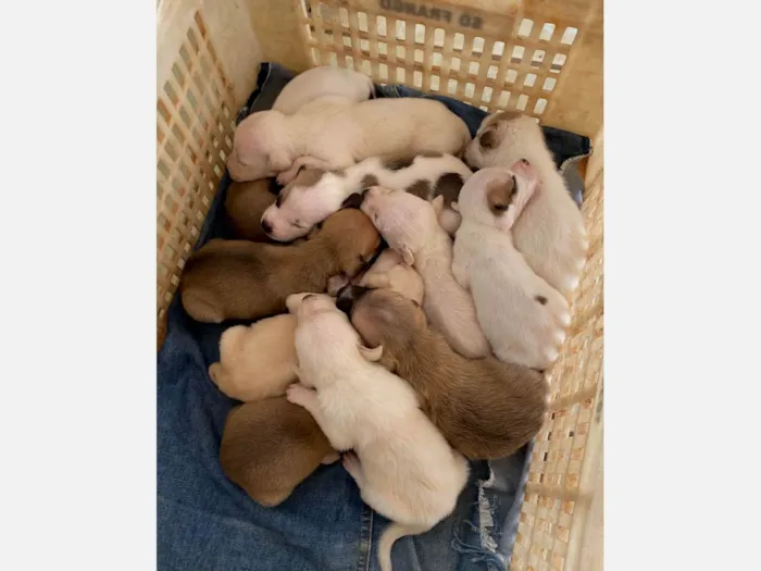 Cachorro ra a SRD-ViraLata idade Abaixo de 2 meses nome Adoção responsável.