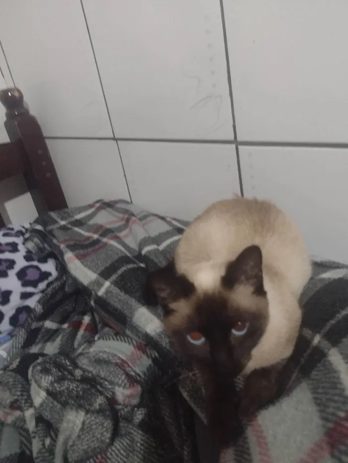 Gato ra a Siamês idade 2 a 6 meses nome Mingal