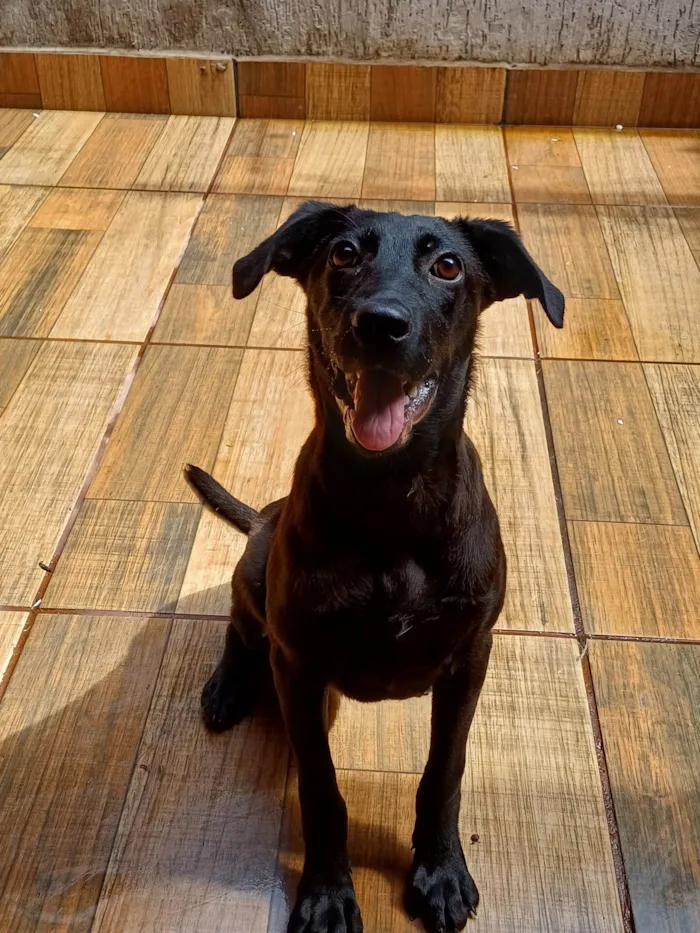 Cachorro ra a SRD-ViraLata idade 2 a 6 meses nome Cacau