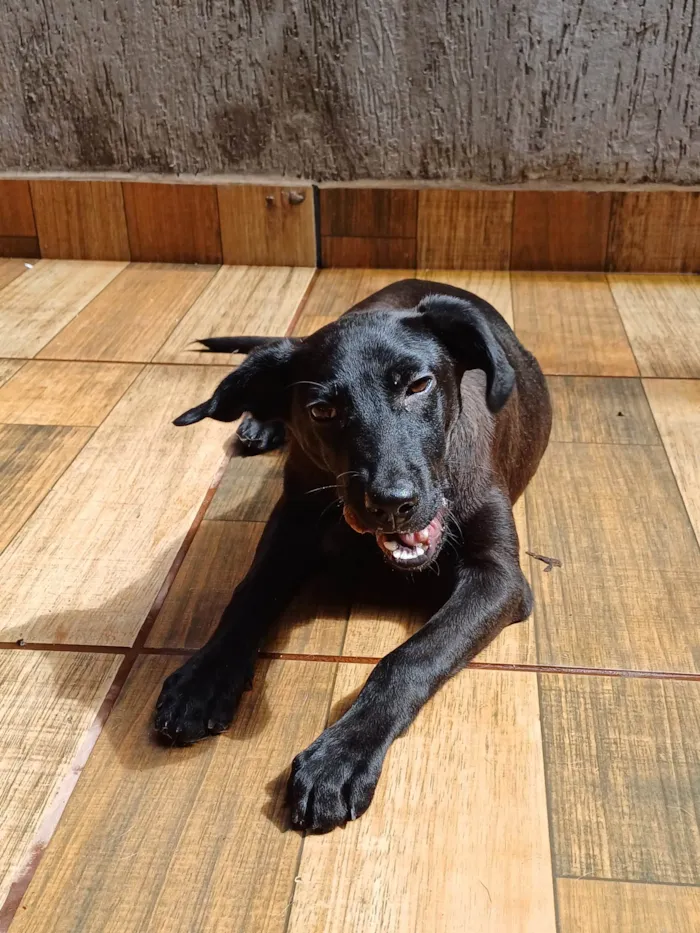 Cachorro ra a SRD-ViraLata idade 2 a 6 meses nome Cacau
