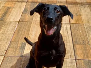 Cachorro raça SRD-ViraLata idade 2 a 6 meses nome Cacau