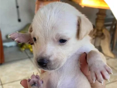 Cachorro raça SRD-ViraLata idade Abaixo de 2 meses nome Adoção responsável.