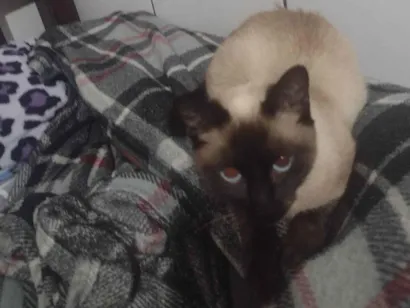 Gato raça Siamês idade 2 a 6 meses nome Mingal