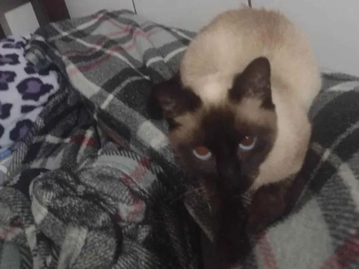 Gato ra a Siamês idade 2 a 6 meses nome Mingal