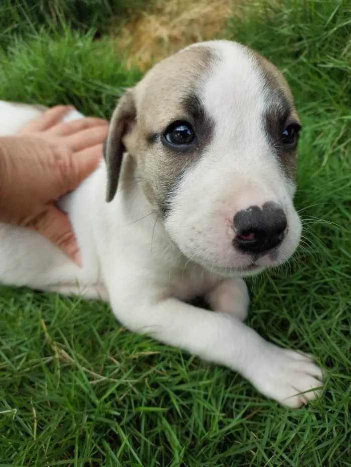 Cachorro ra a SRD-ViraLata idade Abaixo de 2 meses nome SCARLATE ORRARA