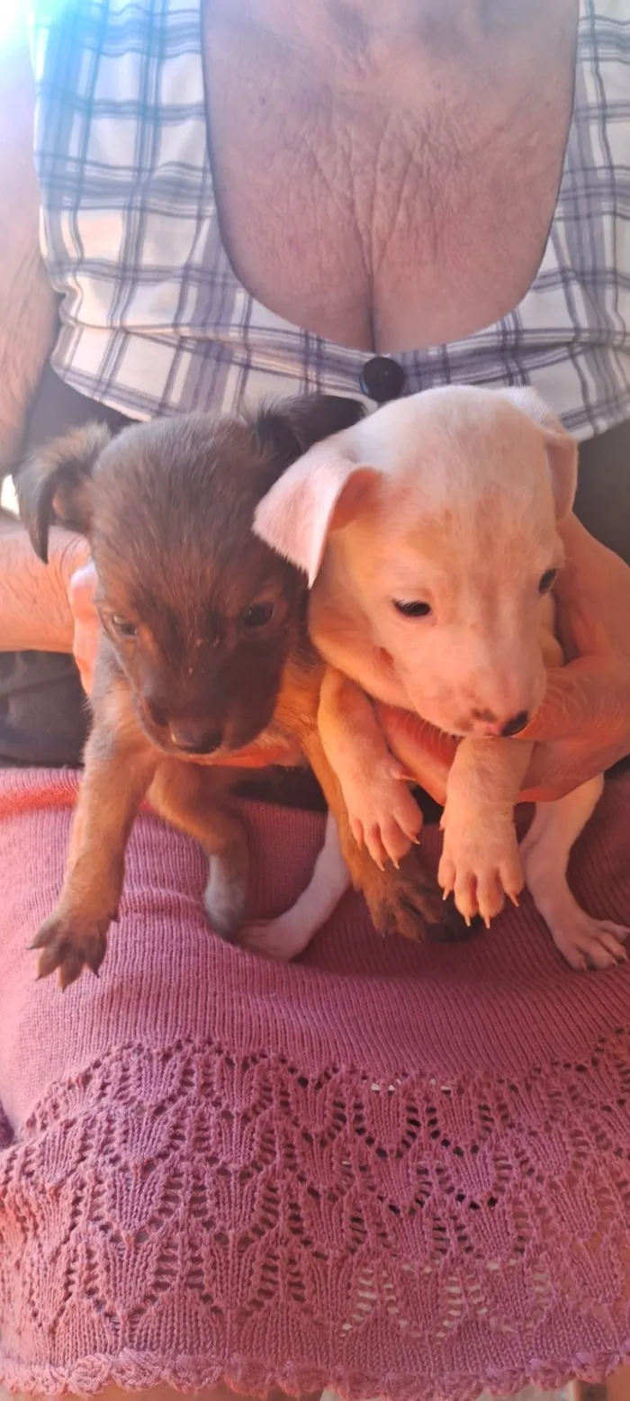 Cachorro ra a SRD-ViraLata idade 2 a 6 meses nome Dog Dog
