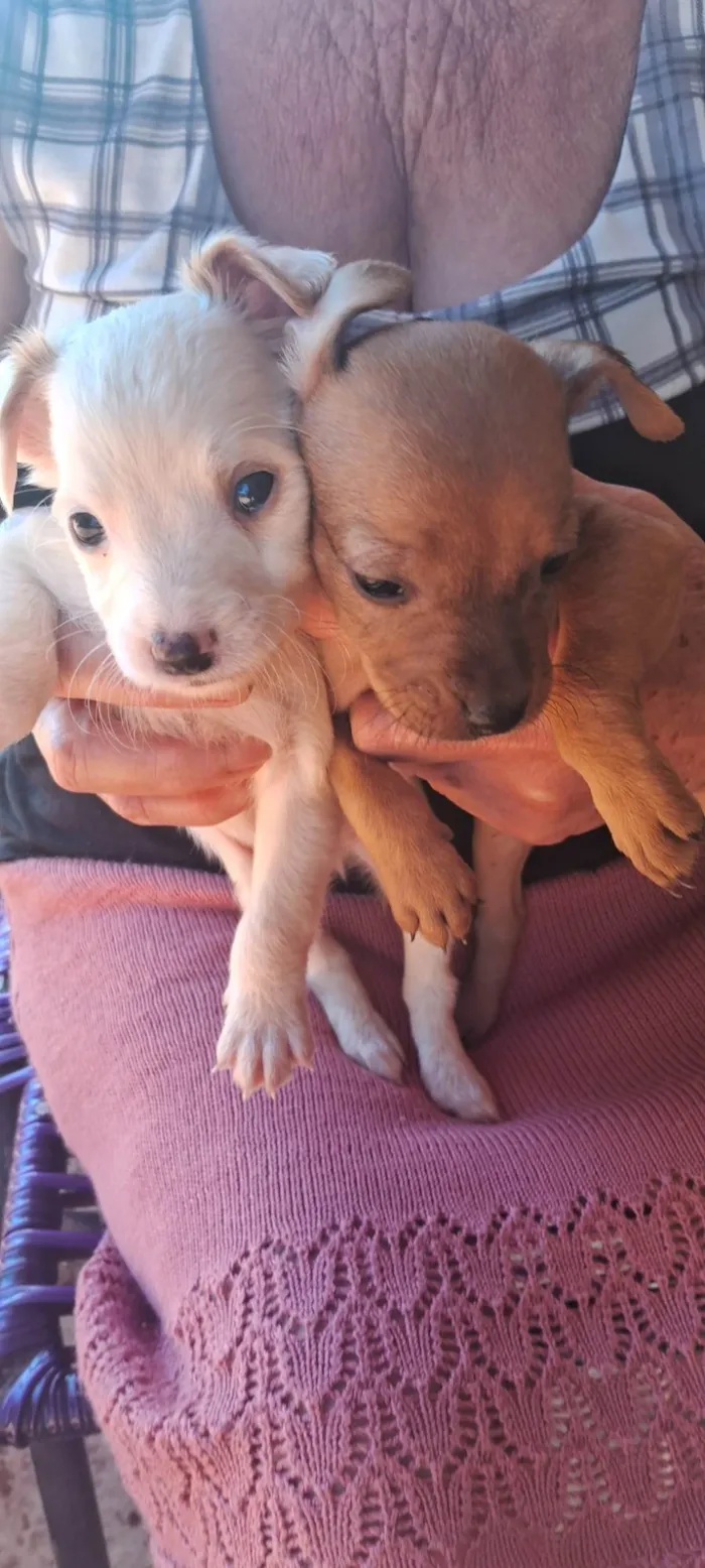 Cachorro ra a SRD-ViraLata idade 2 a 6 meses nome Dog Dog