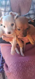 Dog Dog