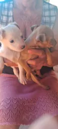 Dog Dog