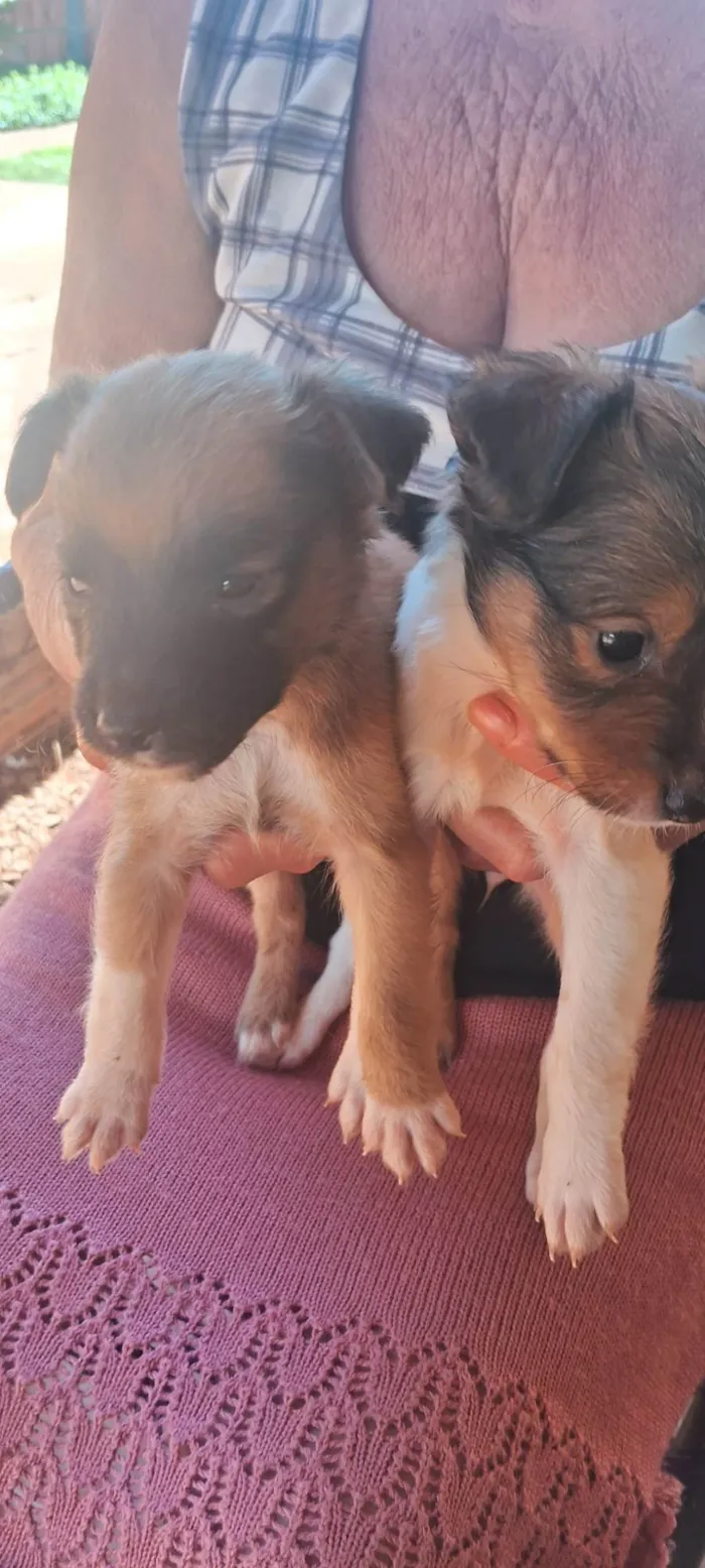Cachorro ra a SRD-ViraLata idade 2 a 6 meses nome Dog Dog