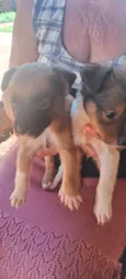 Dog Dog