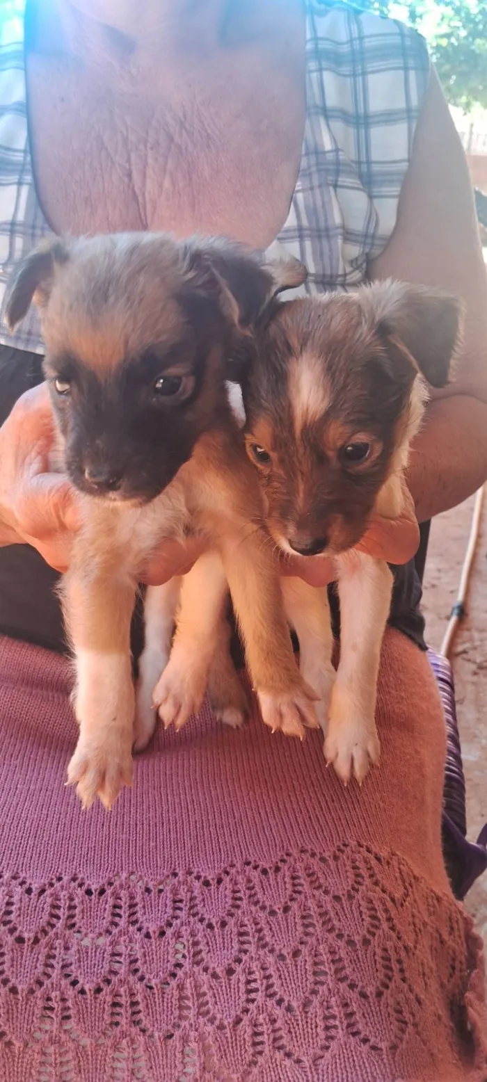 Cachorro ra a SRD-ViraLata idade 2 a 6 meses nome Dog Dog