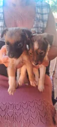 Dog Dog
