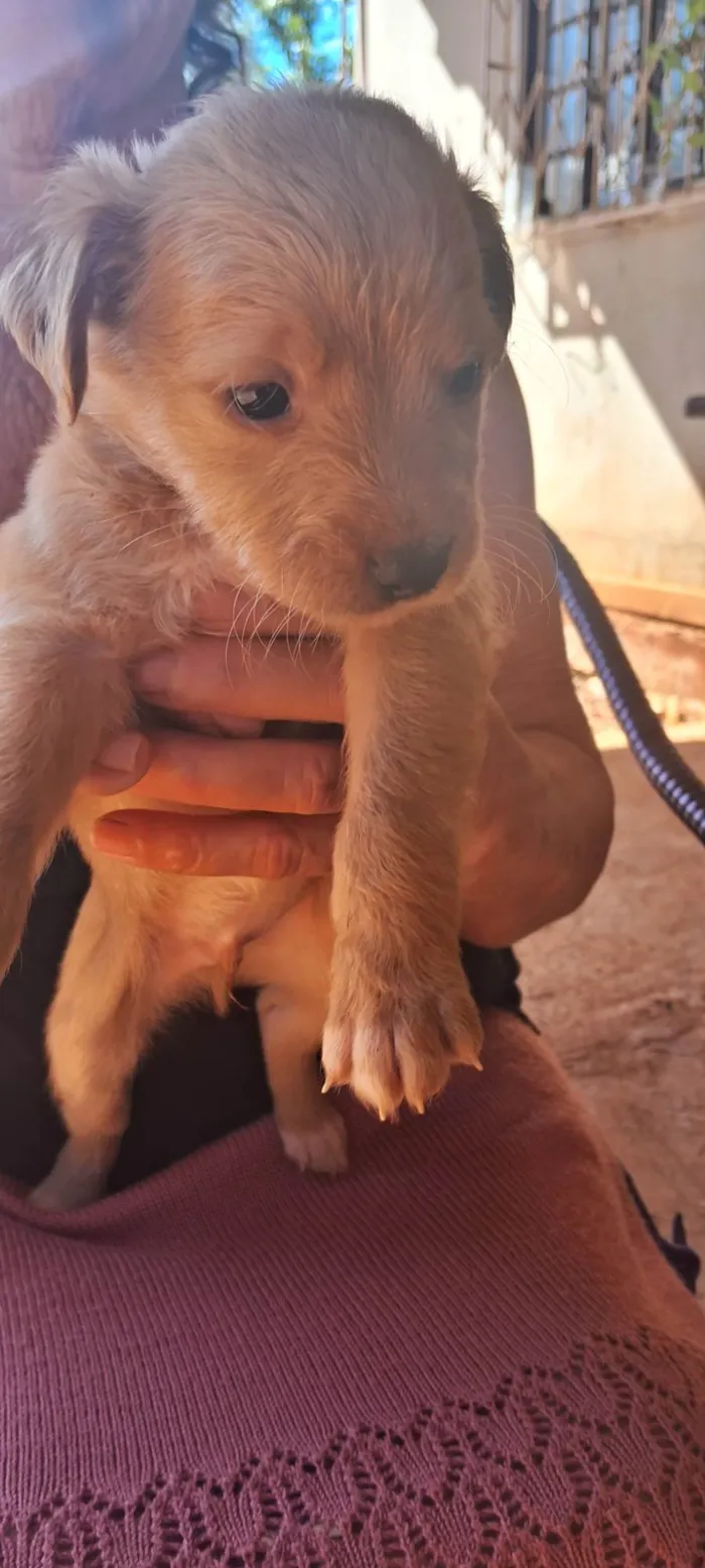 Cachorro ra a SRD-ViraLata idade 2 a 6 meses nome Dog Dog