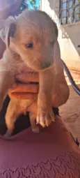 Dog Dog