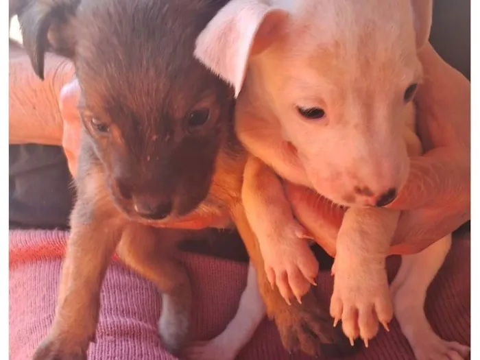 Cachorro ra a SRD-ViraLata idade 2 a 6 meses nome Dog Dog
