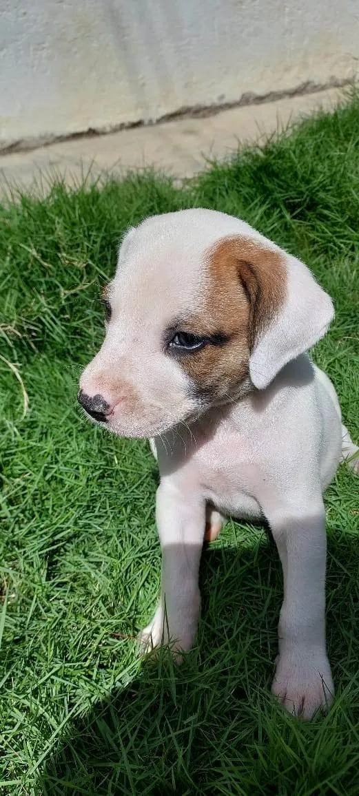 Cachorro ra a SRD-ViraLata idade Abaixo de 2 meses nome EMMA WATSON
