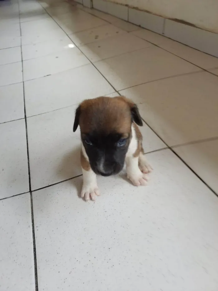 Cachorro ra a SRD-ViraLata idade Abaixo de 2 meses nome PITUQUINHA