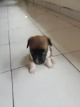 PITUQUINHA