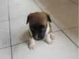 PITUQUINHA