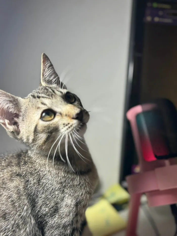 Gato ra a SRD-ViraLata idade 2 a 6 meses nome Natali Monteiro