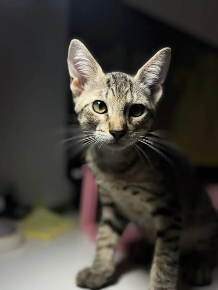 Gato ra a SRD-ViraLata idade 2 a 6 meses nome Natali Monteiro