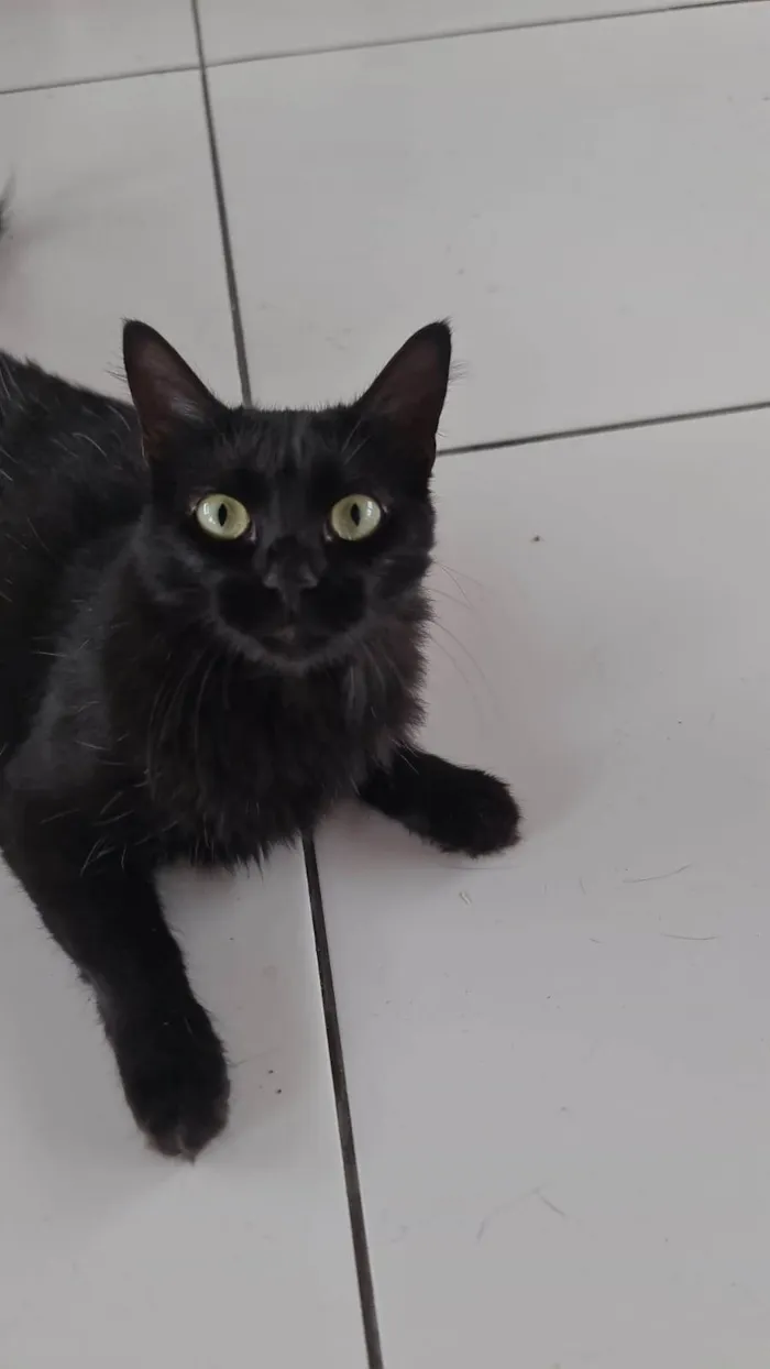 Gato ra a SRD-ViraLata idade 2 a 6 meses nome SANY CASTRADA