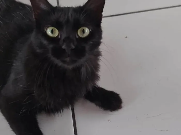 Gato ra a SRD-ViraLata idade 2 a 6 meses nome SANY CASTRADA