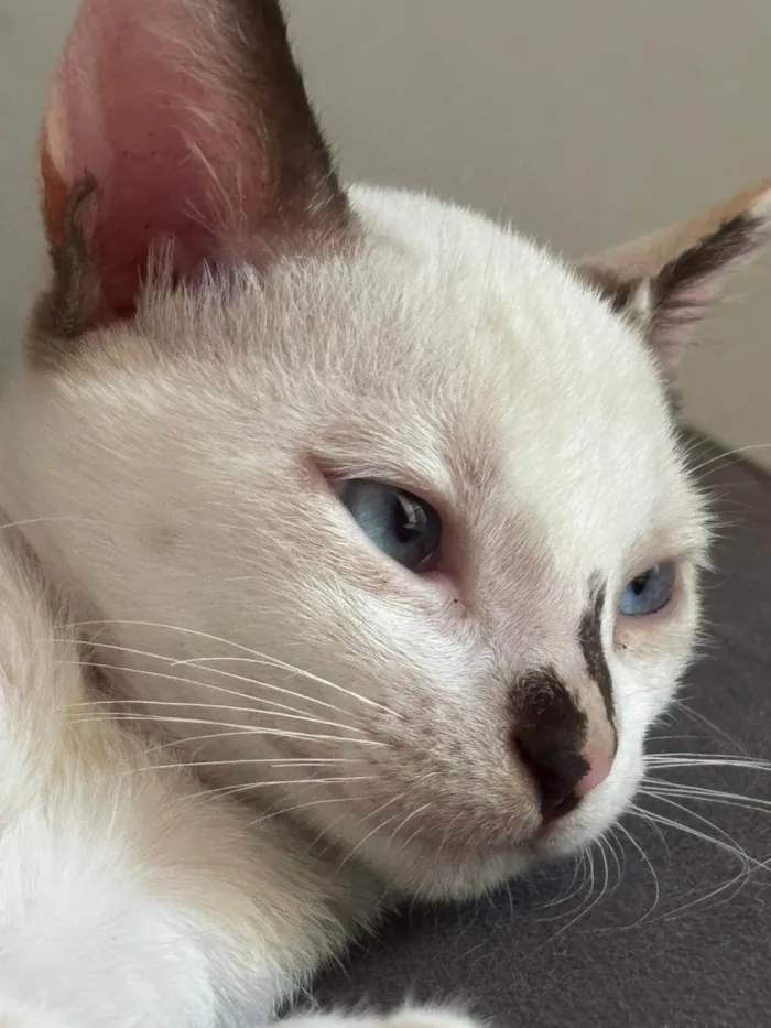 Gato ra a SRD-ViraLata idade 2 a 6 meses nome Natali Monteiro