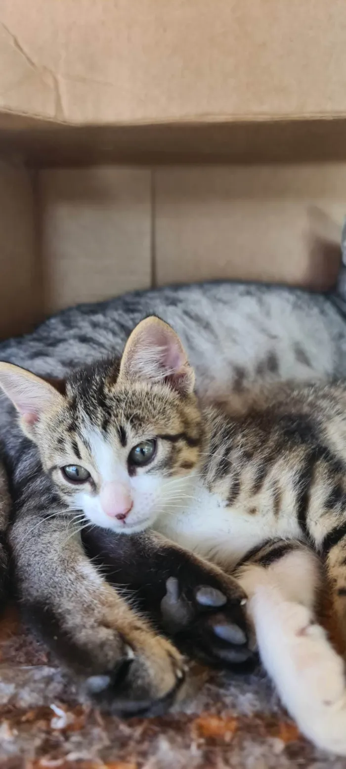 Gato ra a SRD-ViraLata idade 2 a 6 meses nome FRED
