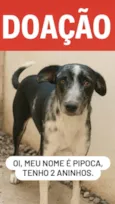 Pipoca