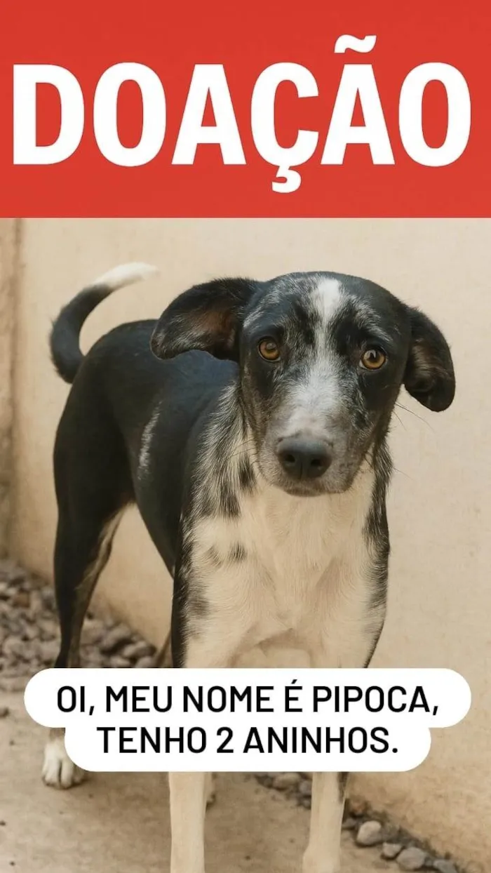 Cachorro ra a SRD-ViraLata idade 2 anos nome Pipoca