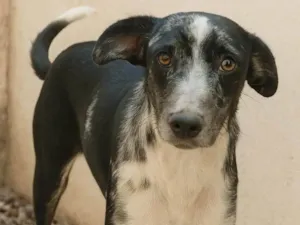 Cachorro raça SRD-ViraLata idade 2 anos nome Pipoca