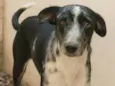 Pipoca