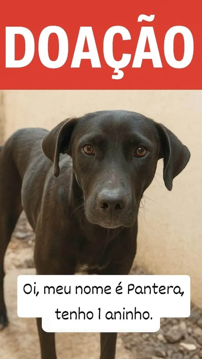 Cachorro ra a SRD-ViraLata idade 1 ano nome Pantera