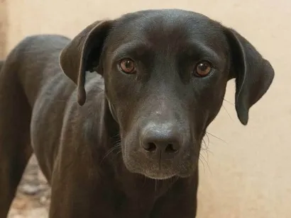 Cachorro raça SRD-ViraLata idade 1 ano nome Pantera