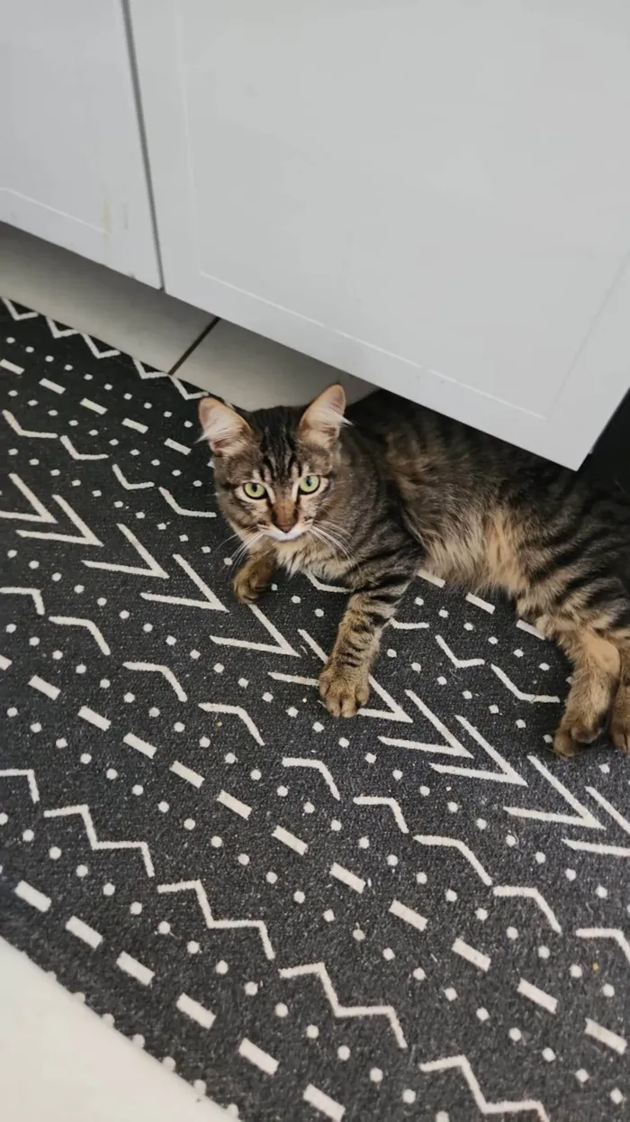 Gato ra a SRD-ViraLata idade 2 a 6 meses nome Zeus
